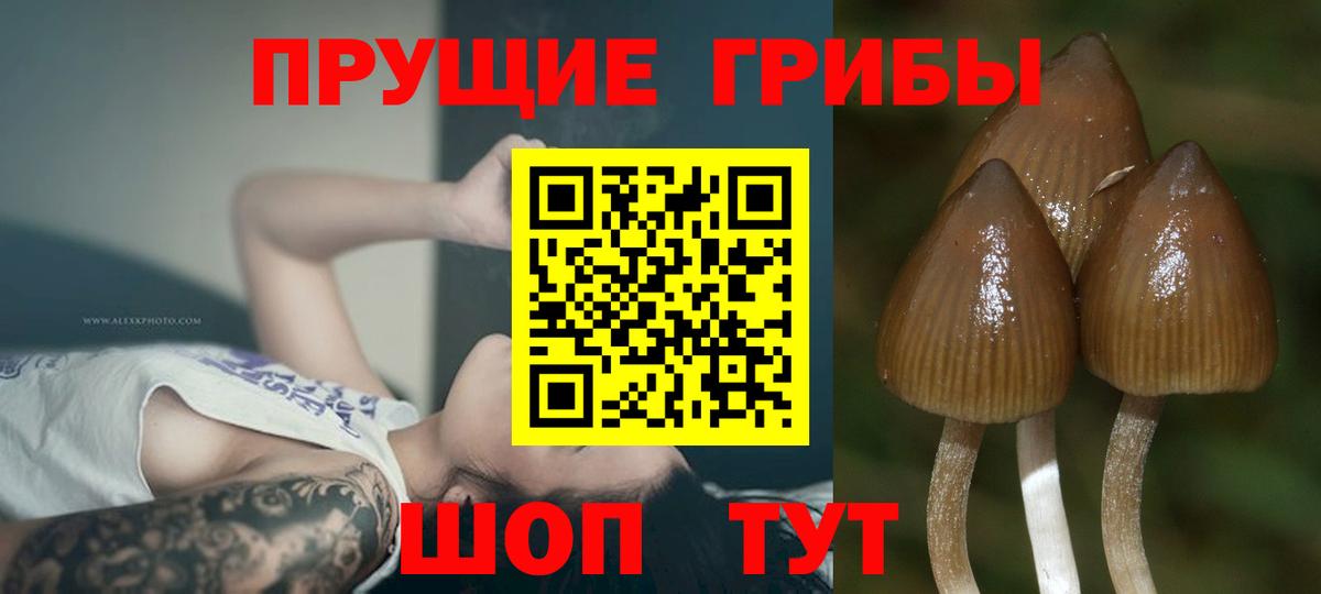 Галлюциногенные грибы Psilocybe Георгиевск